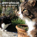 Cover image of book My Smug Cat 2018 Mini Wall Calendar by Tom Cox