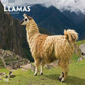 Cover image of book Llamas: 2019 Wall Calendar by BrownTrout Publishers